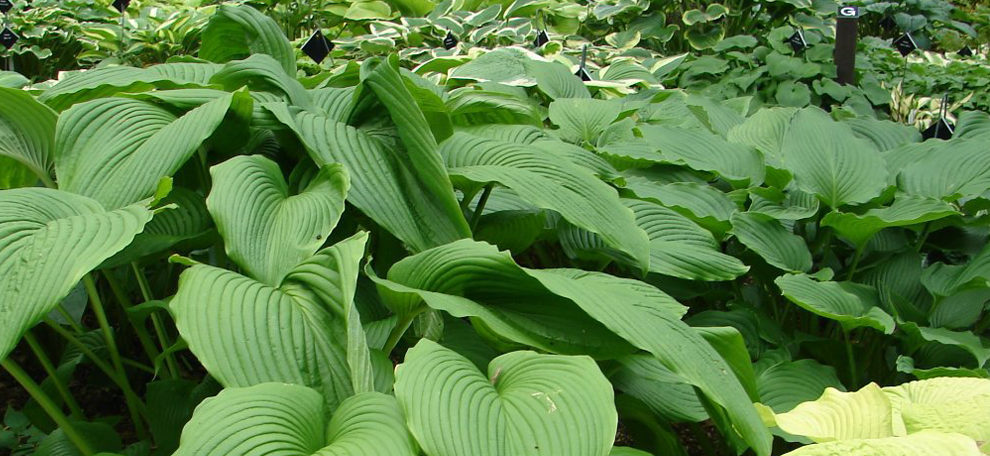 Southwest Michigan Hosta Society