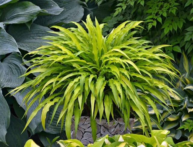 Curly Fries Hosta