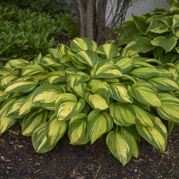 Hosta of the Year