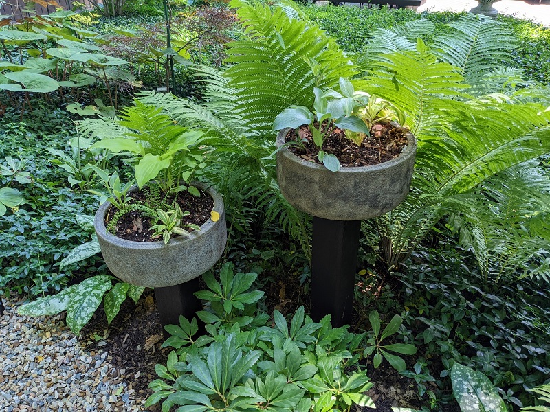 Miniature-hosta-planters