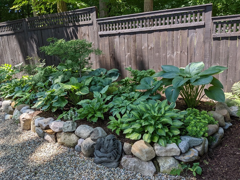Raised-bed-with-variety-of-Hosta-and-cool-gargoyle