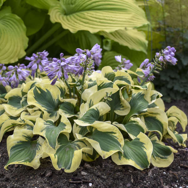 2024 Hosta of the Year, MIni Skirt
