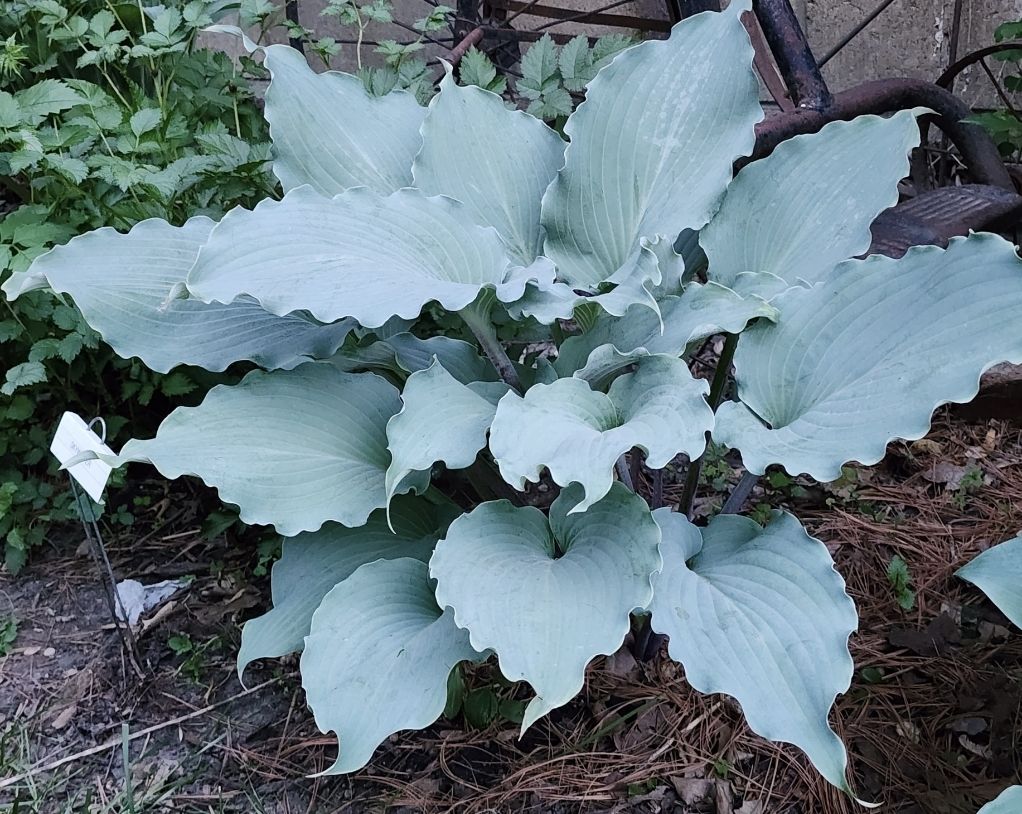 2025 Hosta of the Year, Skywriter