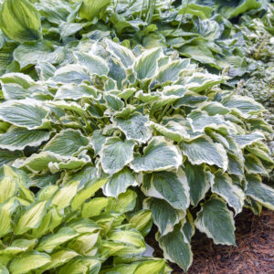 Hosta, Hope Springs Eternal, 2026 Hosta of the Year